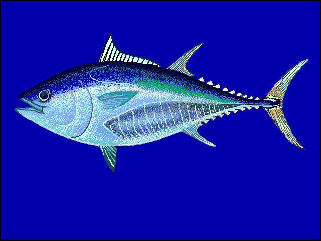 Espécie mais cara do mundo, o atum rabilho ficou sob ameaça devido a seu alto valor comercial, o que desencadeou a pesca predatória. Uma única unidade da espécie chega a custar o mesmo que uma tonelada do atum-bonito. 


