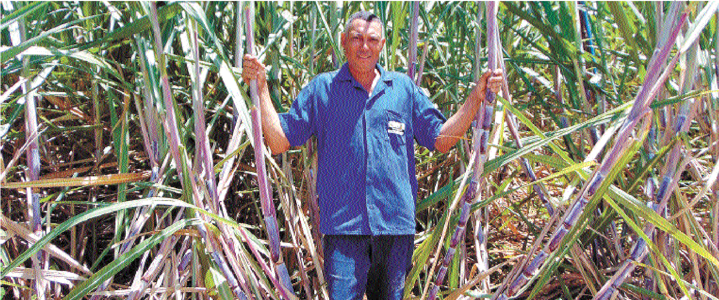 Jeremias dos Santos no canavial em sua propriedade: sofrida rotina do corte de cana em lavouras distantes frutificou em produção no Jequitinhonha -  (crédito: Luiz Ribeiro/EM/D.A Press)