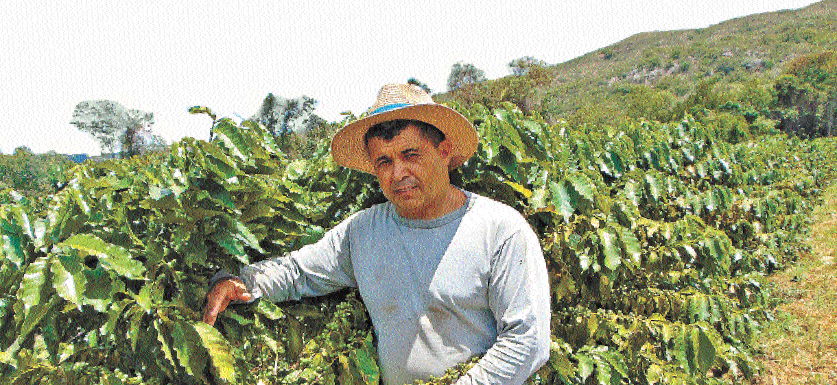 Almecy Felipe de Souza mostra os frutos no pé de café em sua lavoura: depois de trocar a colheita em cidades distantes pela sua terra, ele recebe prêmio e já planeja expansão -  (crédito: Luiz Ribeiro/em/D.A Press)