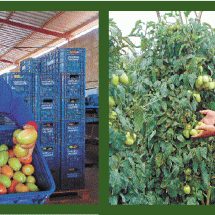 Como ex-retirantes estão plantando a fama do tomate na capital da cachaça - Fotos: Luiz Ribeiro/EM/D.A Press