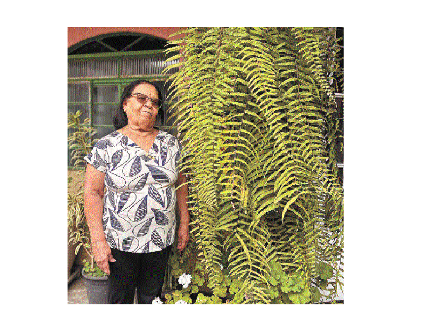 "Costumo colocar &aacute;gua de arroz e casca de batata na samambaia. Devemos tratar as plantas muito bem. Nem que for um vasinho de flor, a pessoa deve ter em casa para alegrar o dia", Lurdes Rosa de Jesus,  moradora do aglomerado Morro do Papagaio, ao lado da samambaia chorona&nbsp;&nbsp;