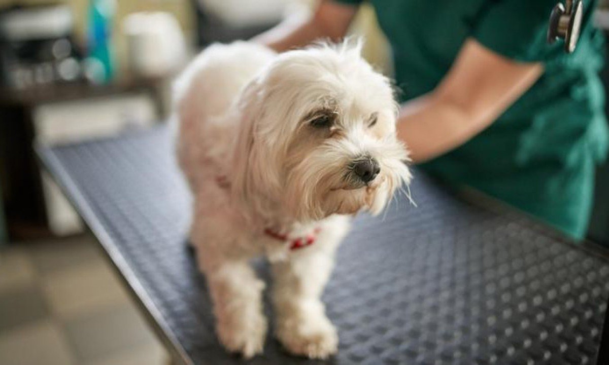 Cachorro sendo avaliado por veterinário -  (crédito: Getty Images)