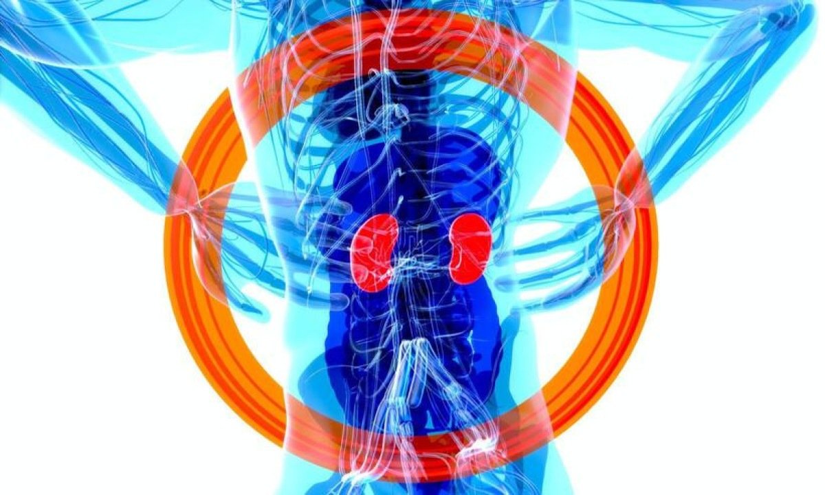 ilustração do corpo humano mostrando a localização dos rins -  (crédito:  julien Tromeur/Unsplash)