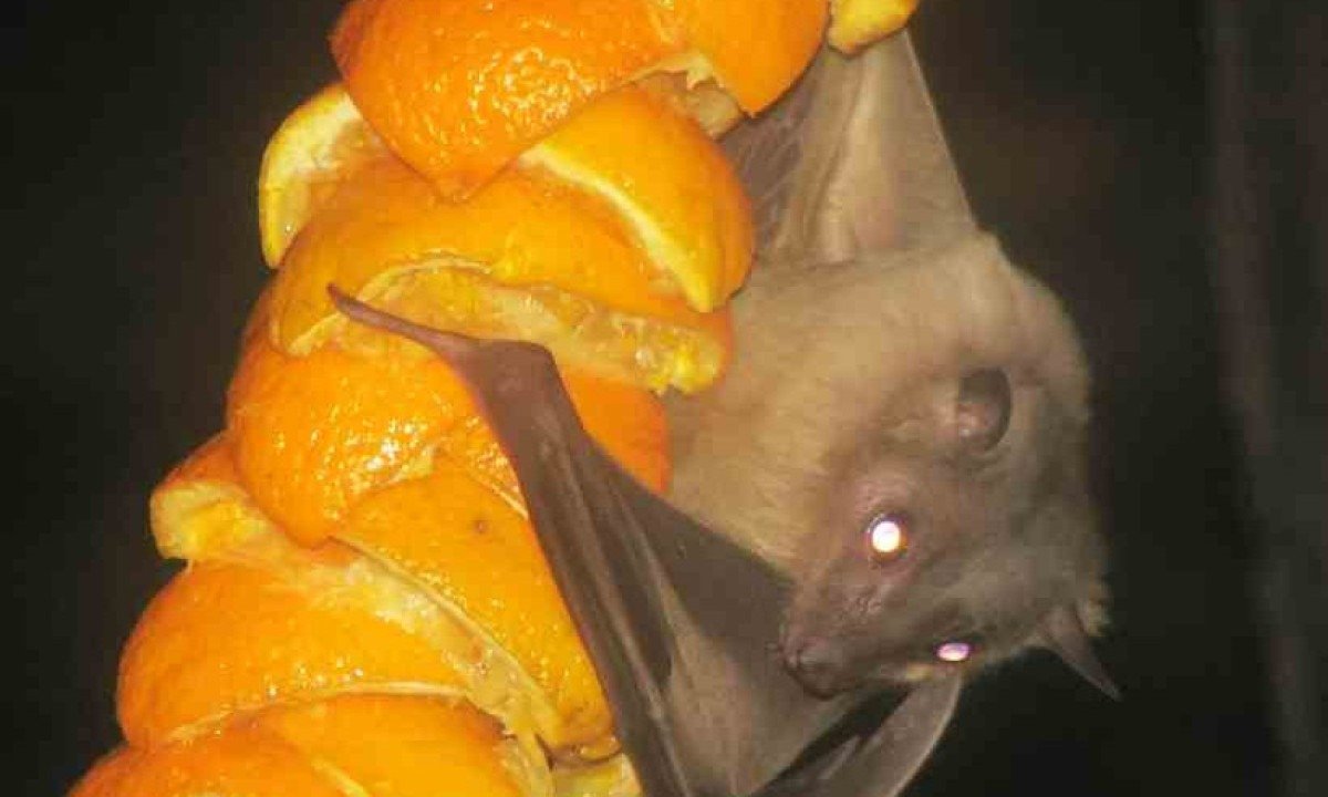  três morcegos encontrados nas duas regionais são frugívoros, ou seja, se alimentam de frutas -  (crédito: Wikipedia)