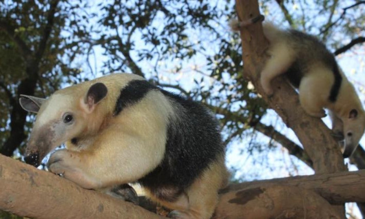 Tamanduás-mirim novas moradores do Zoológico de BH Tamanduás-mirim novas moradores do Zoológico de BH