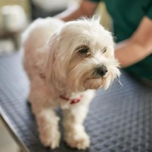 7 sinais de alerta para levar seu pet ao veterinário - Getty Images