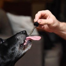 Cannabis pode auxiliar no tratamento de doenças em cães e gatos; entenda