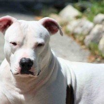 Bebê de 4 meses morre atacado por pit bull da família - rmacwheeler/Pixabay