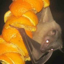 Confirmação de raiva em morcegos leva a bloqueio de vírus em regiões de BH - Wikipedia