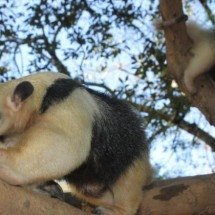 Filhotes de tamanduá-mirim são os novos moradores do zoo de BH - Suiziane Brugnara/PBH / Divulgação