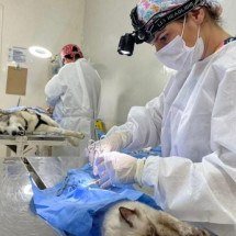 BH: castração de cães e gatos precisará de agendamento no site gov.br - PBH / Divulga&ccedil;&atilde;o