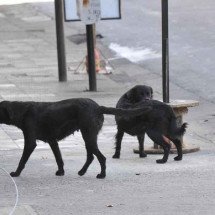 Câmara aprova suspensão da CNH em casos de abandono de animais nas ruas