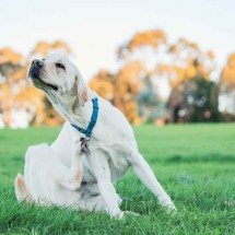 Quatro em cada 10 cães com alergia de pele têm bem-estar afetado - Wirestock/ Freepik