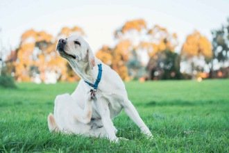 Quatro em cada 10 cães com alergia de pele têm bem-estar afetado