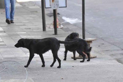 Animais nas ruas da capital -  (crédito: Jair Amaral/EM/D.A Press)