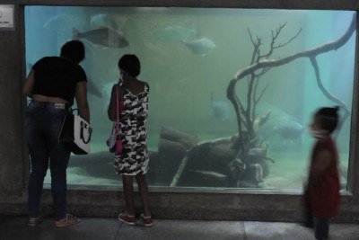 Aquário do rio São Francisco, no Jardim Zoológico de BH -  (crédito: Leandro Couri/EM/D.A Press)