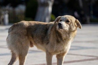 Marrocos é acusado de exterminar cães de rua antes da Copa de 2030