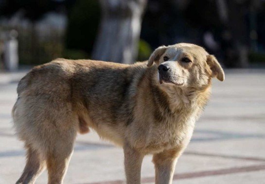 Freepik/Reprodução