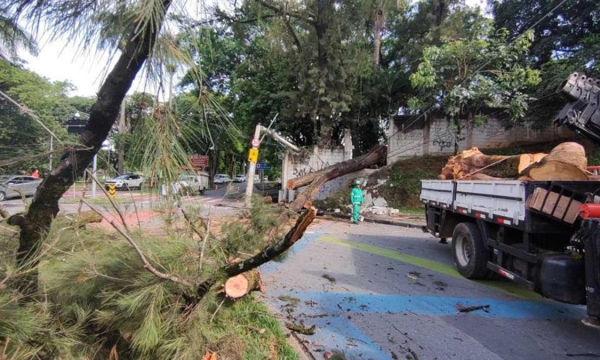 Árvore caída na Avenida Otacílio Negrão de Lima, na Pampulha, deixou centro de saúde sem luz -  (crédito: Jair Amaral/EM/D.A Press)