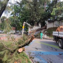Queda de árvore bloqueia avenida e deixa centro de saúde sem luz em BH - Jair Amaral/EM/D.A Press