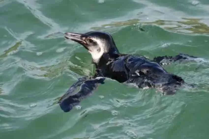 Pra quem não viu: Pinguim que encantou banhistas morre intoxicado - Reprodução/Instagram Instituto Mar Urbano
