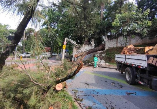 Árvore caída na Avenida Otacílio Negrão de Lima, na Pampulha, deixou centro de saúde sem luz -  (crédito: Jair Amaral/EM/D.A Press)