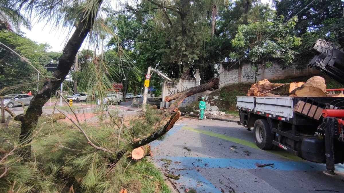 Queda de árvore bloqueia avenida e deixa centro de saúde sem luz em BH