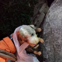 Cachorro de 17 dias é resgatado de poço artesiano em Poços de Caldas - CBMMG