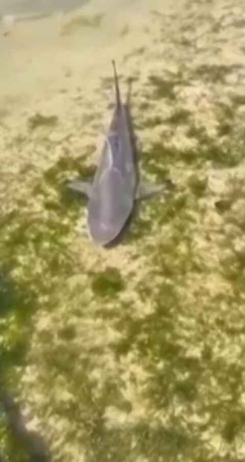 Filhotes de tubarão surgem em piscina natural em praia do Recife - Reprodução redes sociais 