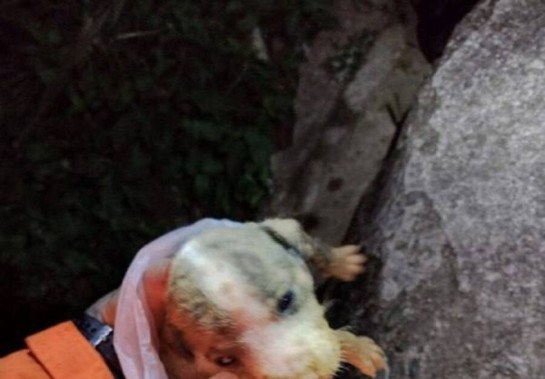 Cãozinho de 17 dias foi resgatado de poço artesiano desativado em Poços de Caldas -  (crédito: CBMMG)