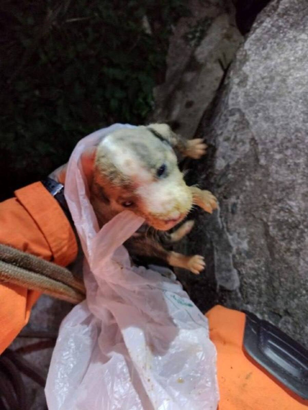 Cachorro de 17 dias é resgatado de poço artesiano em Poços de Caldas