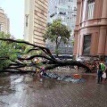 BH: Mulher é atingida por árvore na Praça Sete - Redes Sociais