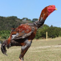 Raça gigante de galos e galinhas tem ovos de R$ 1 mil (a dúzia!) - Divulgação