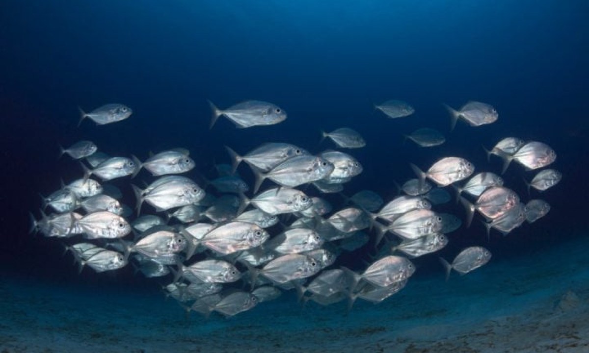 Cozinheiro escapa da morte após 3 dias no fundo do mar