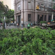 Árvores em risco mobilizam 97% das ações dos bombeiros nas chuvas - Túlio Santos/EM/D.A.Press