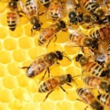 Enxame de abelhas mata casal em fazenda em Minas - Pixabay