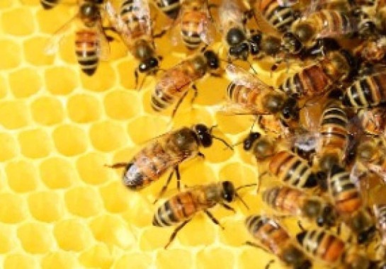 Enxame de abelhas matou casal e deixou duas pessoas feridas -  (crédito: Pixabay)