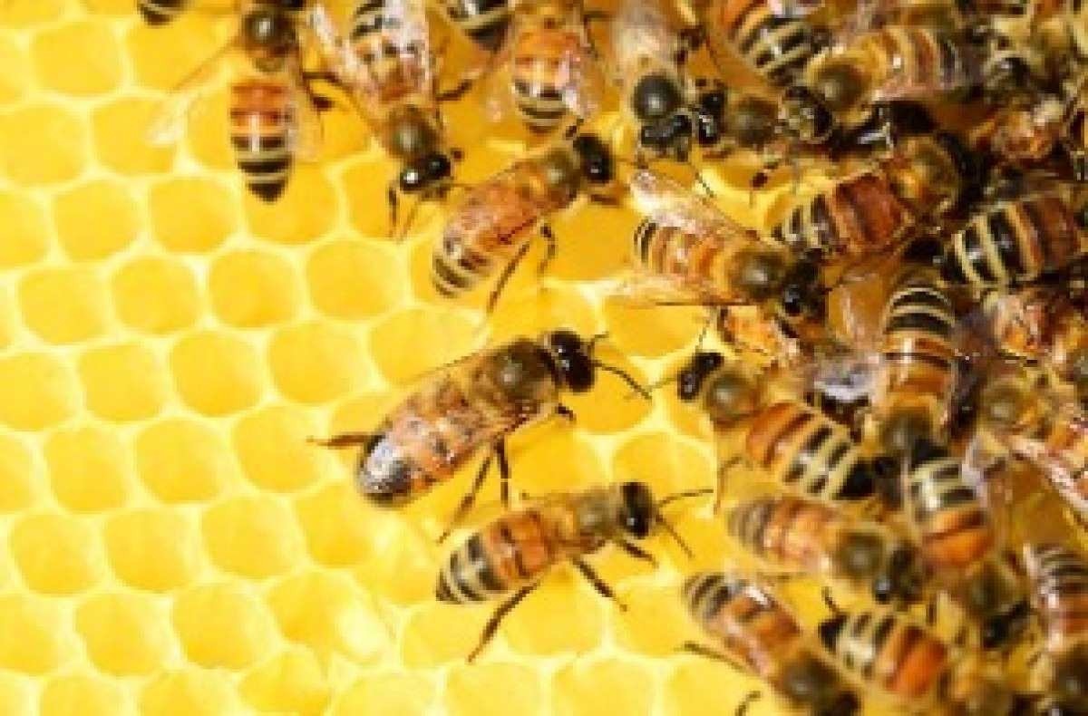 Enxame de abelhas mata casal em fazenda em Minas