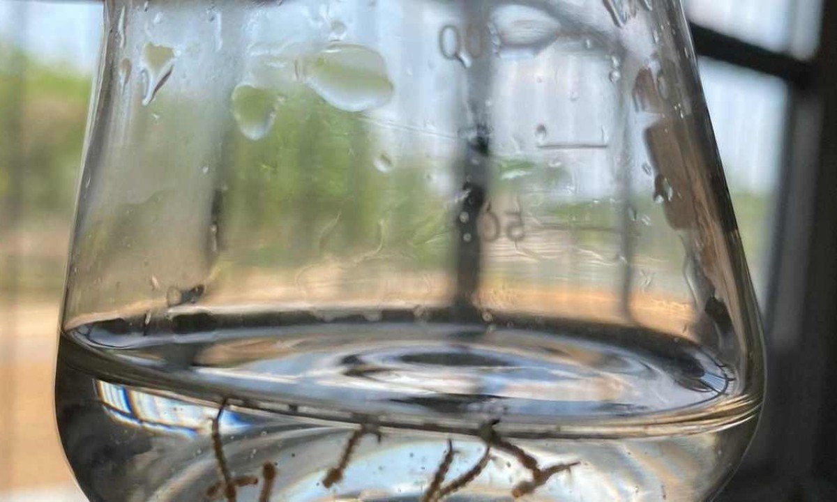 Três espécies de fungos da Amazônia são eficazes no combate ao Aedes aegypti, aponta estudo
 -  (crédito:  Gleison Rafael Mendonça/Arquibo)