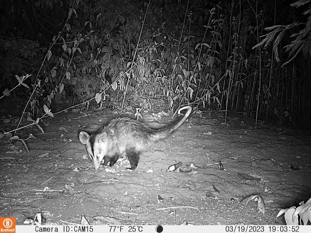 Gambá-de-orelha-branca (Didelphis albiventris)