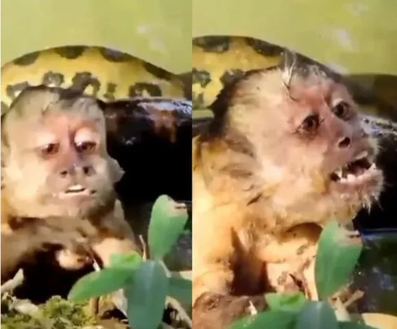 Macaco agoniza enrolado por sucuri e é salvo por turistas - Reprodução redes sociais 