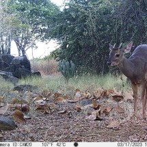 Vídeo: animais silvestres são detectados em área de preservação em Jaíba - Divulgação/Vale