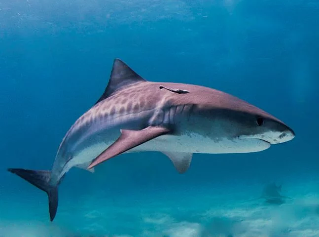 Pra quem não viu: Atacada por tubarões, equipe da Netflix entra em pânico - Albert kok for Wikimedia Commons