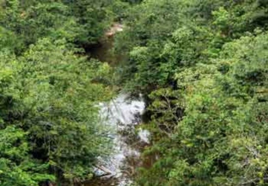 Afluentes preservados do Rio das Velhas, com mata ciliar conservada e água de boa qualidade, ajudam a melhorar qualidade do leito principal -  (crédito: Leandro Couri/EM/D.A Press)