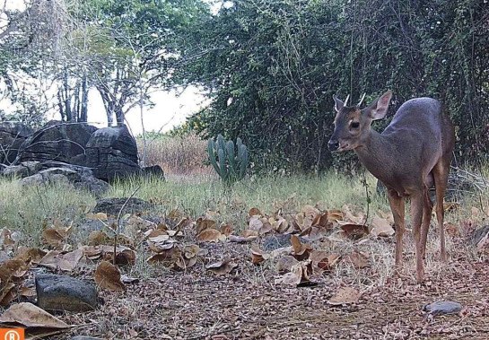 Veado-catingueiro (Subulo gouazoubira) -  (crédito: Divulgação/Vale)