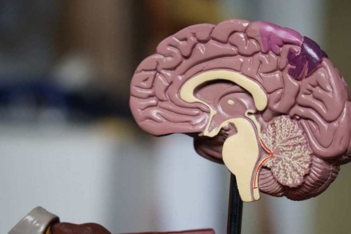 Alzheimer: pesquisadores avançam no diagnóstico precoce