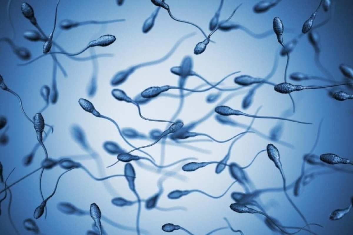 Uso frequente do celular pode afetar fertilidade masculina
