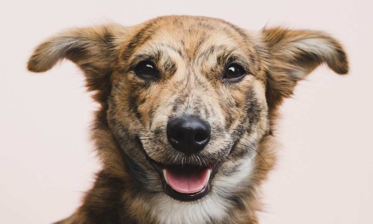 A maioria das pessoas da Geração P tem cachorros ou gatos, vivem em casas nas capitais brasileiras e tem pelo menos um pet adotado
     -  (crédito:  Freepik)