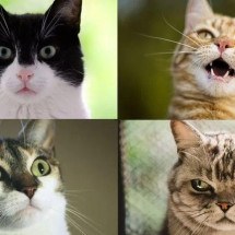 O que a ciência já sabe sobre as 'caretas' dos gatos - e o que elas querem dizer - GETTY IMAGES
