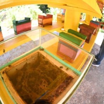 Biofábrica de abelhas sem ferrão é inaugurada em BH - Leandro Couri/EM/D.A Press